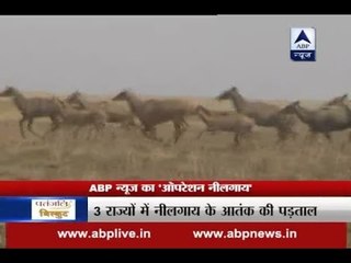 Operation Neelgaay: ABP News investigates if farmers want Neelgaay's death or not