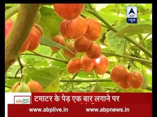 Jan Man: Know all about 'Tree Tomato', now available in India too!