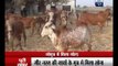 Poori Khabar: Cows of 'Gir' breed have gold particles in their urine