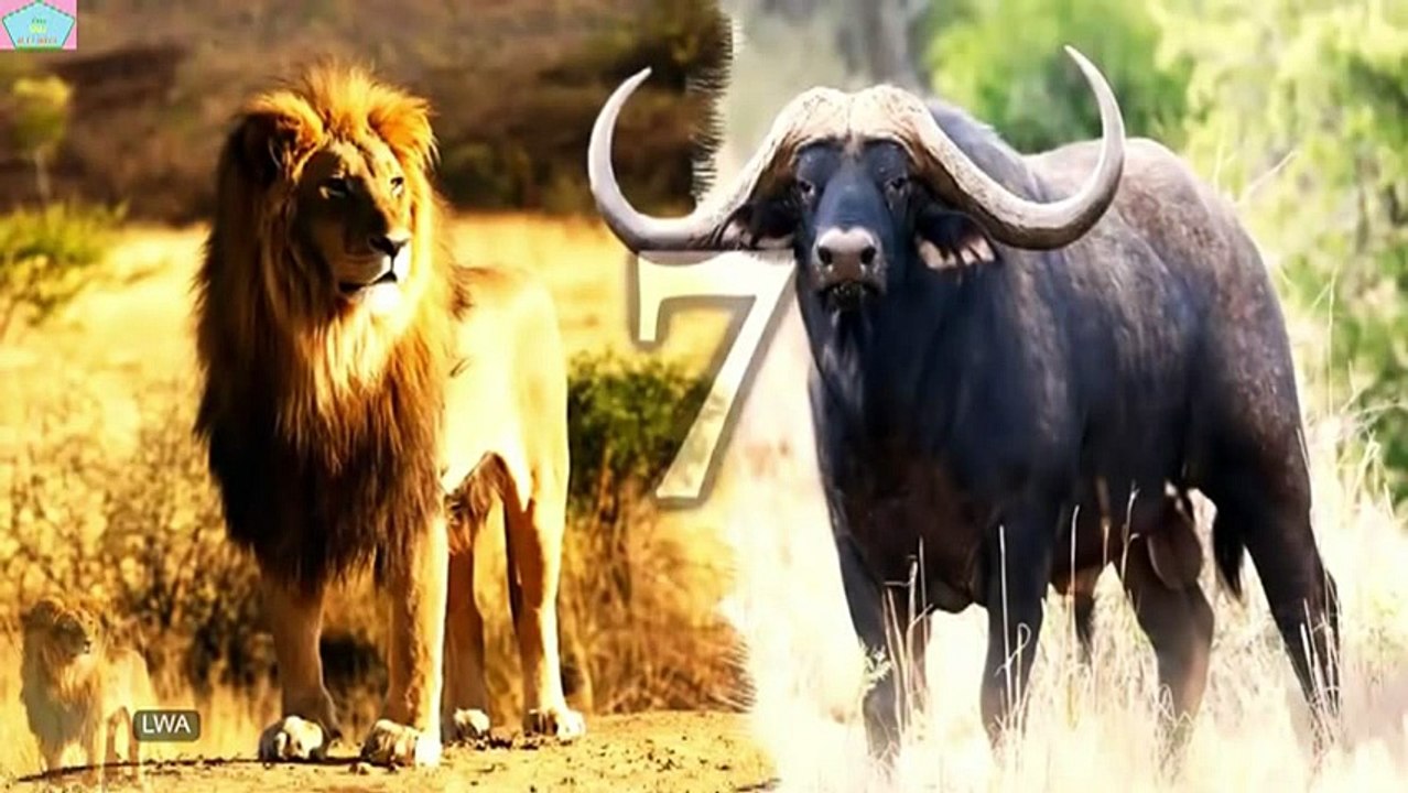 Animal fights - Lion vs Buffalo_9