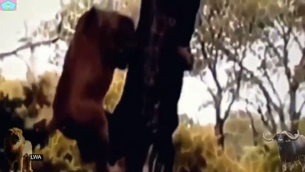 Animal fights - Lion vs Buffalo_10