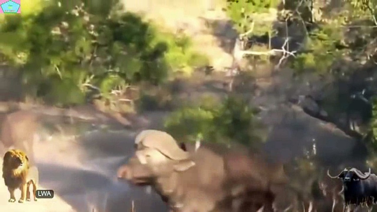 Animal fights - Lion vs Buffalo_12