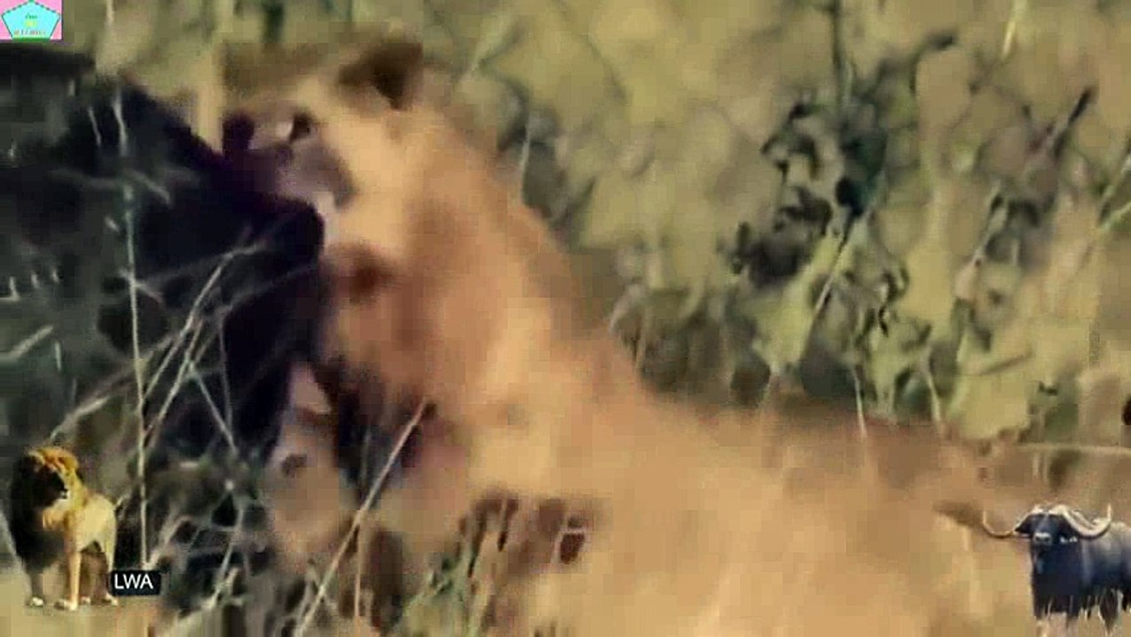 Animal fights - Lion vs Buffalo_13