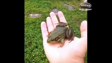 Funny videos Relax-haha-12