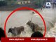Mandsaur: Viral video shows cows being swept away in flood water