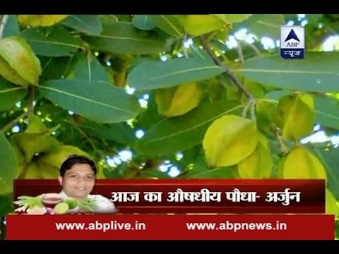 Acharya k Nuskhe: Know health benefits and medicinal uses of Arjuna tree