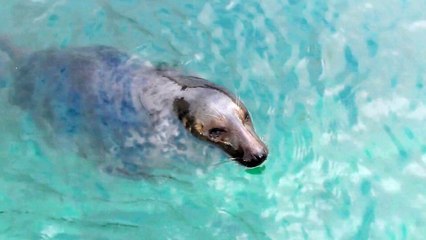 梶原吉広のおすすめ「泳ぐアザラシの動画」