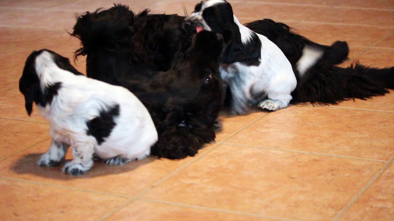Lexie, gentille nounou des bébés de Laly.