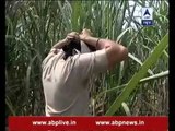 Ground Report: After BSF alert, Punjab Police conducts search operation in sugarcane fields