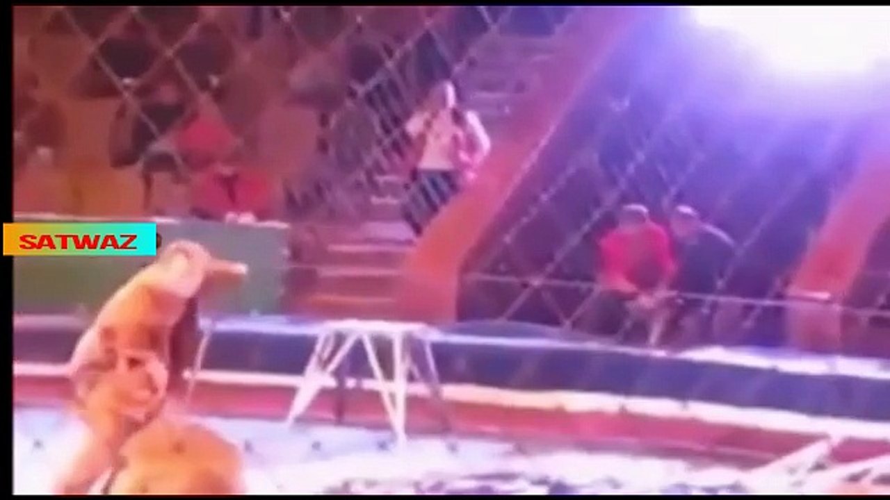 seketika singa ini serang manusia