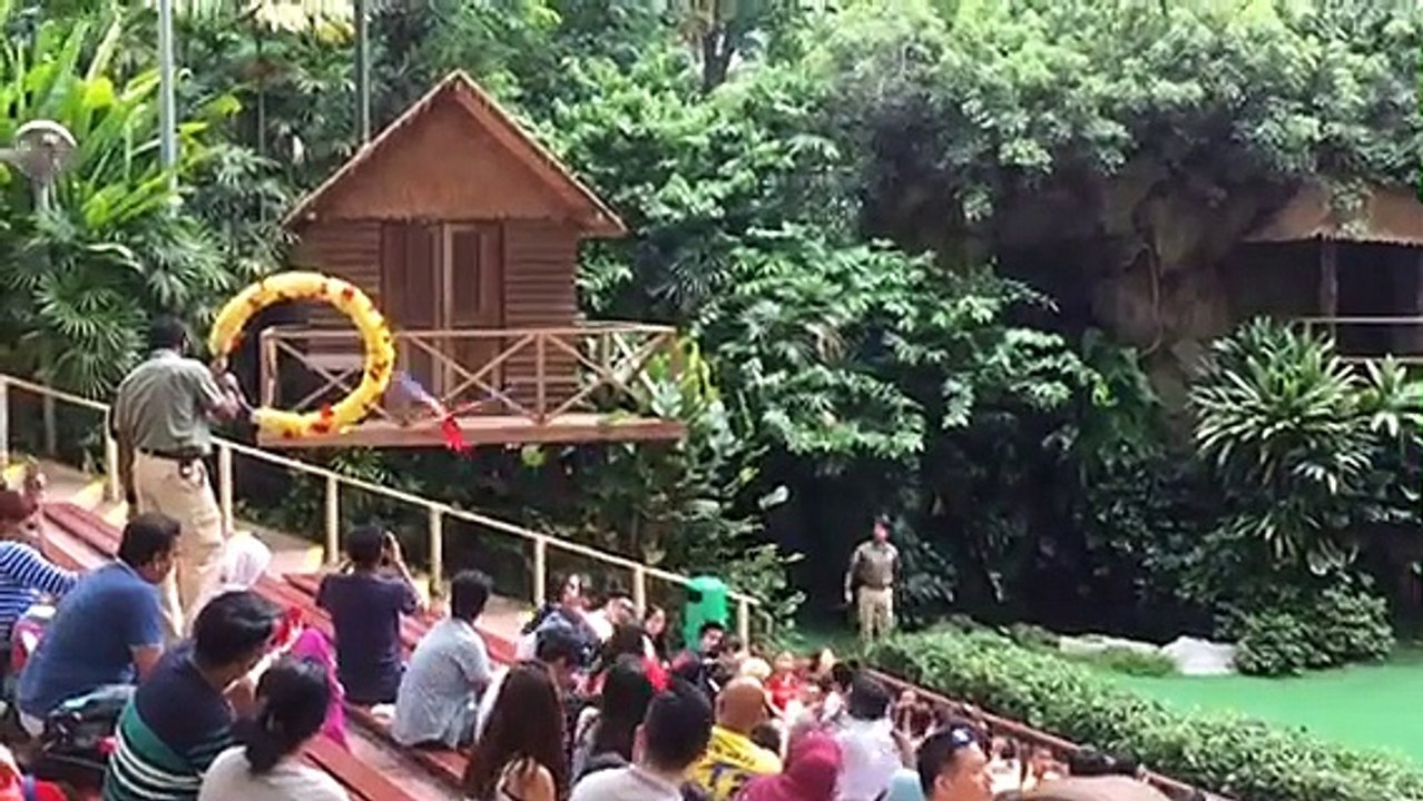 Beautiful parrot flight seen in slo-mo