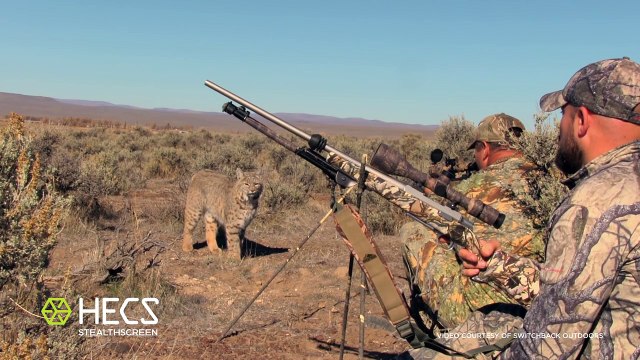 Ce Lynx s'approche à 2 mètres de 2 chasseurs camouflés
