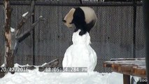 Destruction d'un bonhomme de neige par un panda ! Adorable