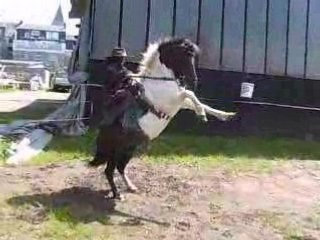 manon et coquin en lucky luke et jolly jumper