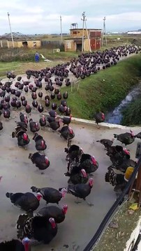 L'armée des dindes prete pour Noel!