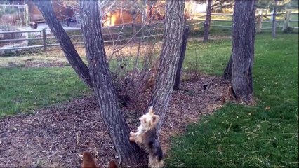 Pret à tout pour choper l’écureuil, même à etre ridicule! Con de chien