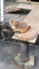 Quand tu fais peur à un rongeur en éternuant... Belle gamelle