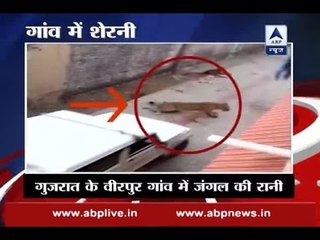 Tigress enters village in Amreli, triggers panic