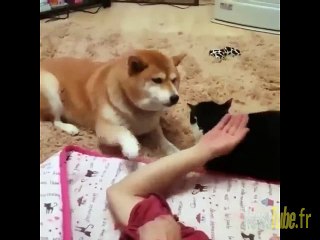 C'est juste moi... mais le chat ne l'a pas fait)