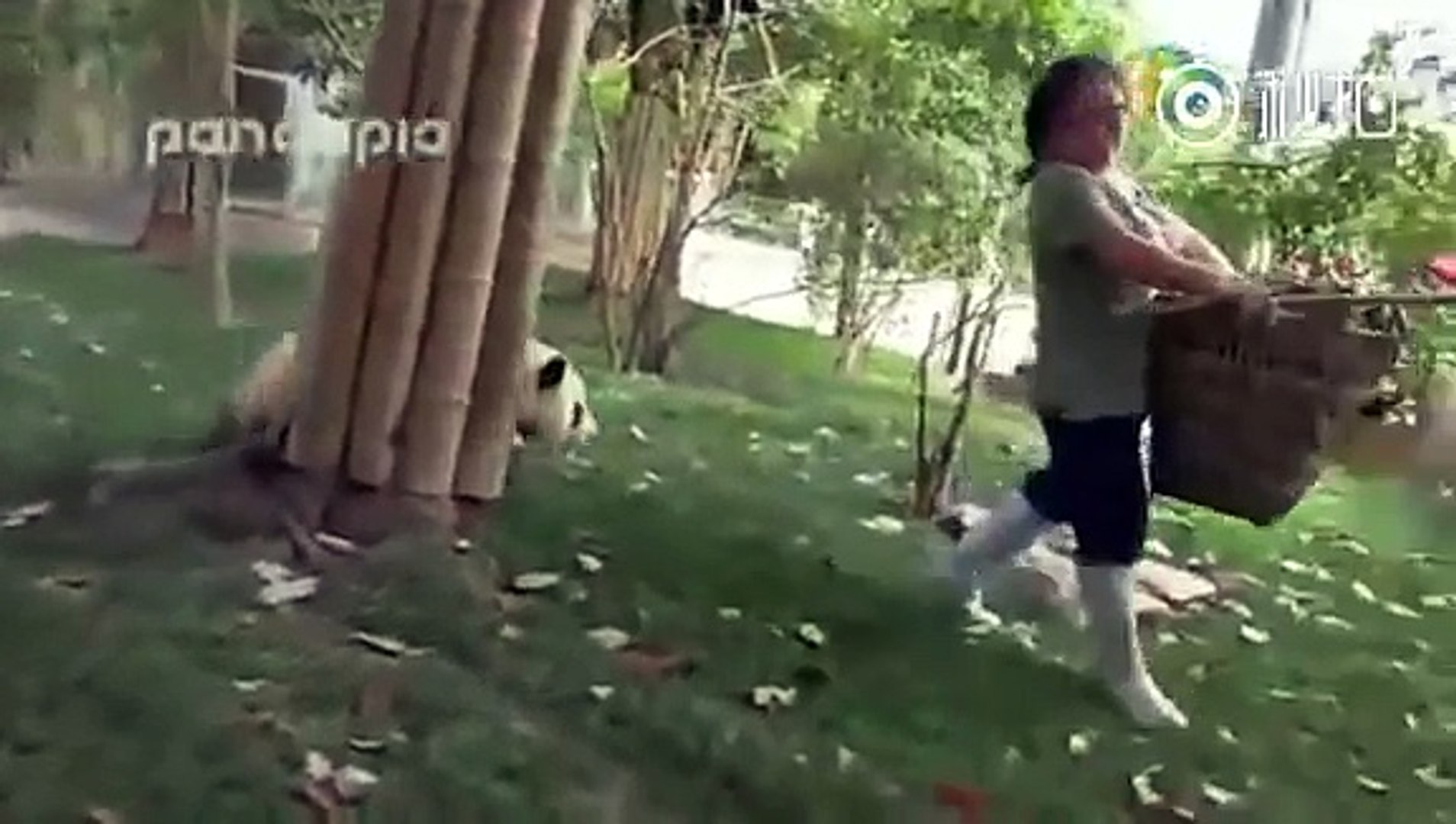 ⁣搶竹籮又抱腿 4隻搗蛋熊貓萌爆網絡