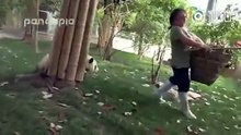 搶竹籮又抱腿 4隻搗蛋熊貓萌爆網絡