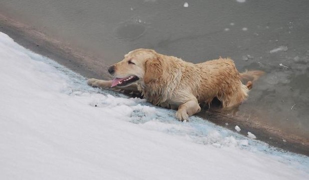 Neredeyse donuyordu... Buz tutan gölete düşen köpeği böyle kurtardılar