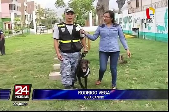 Perro maltratado por dueño fue adoptado por serenazgo de Los Olivos