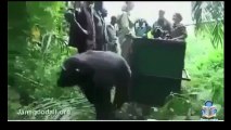 Scimpanz liberato - Ecco la sua Reazione