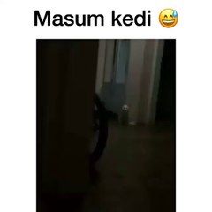 Türk'ün Masum kedisi - Küfürlü