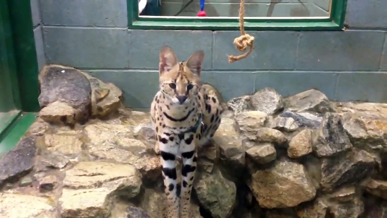 Un serval attaque les visiteurs d'un zoo en train de le filmer