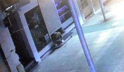 Sürünerek girdi, 25 bin TL çaldı