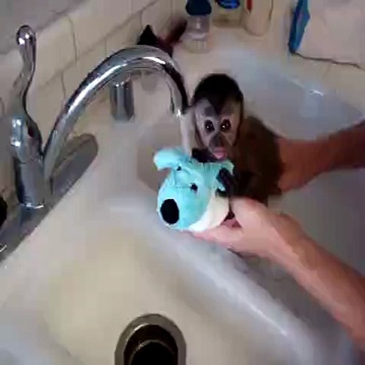 Une vidéo attachante ou un petit bébé singe prends un bain !