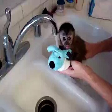 Une vidéo attachante ou un petit bébé singe prends un bain !