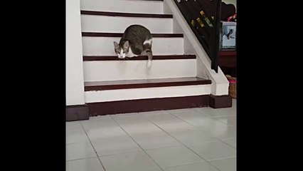 Un chat "kangourou" vit avec deux pattes