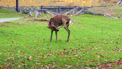Nara,Tōdai-ji 奈良公園, 東大寺