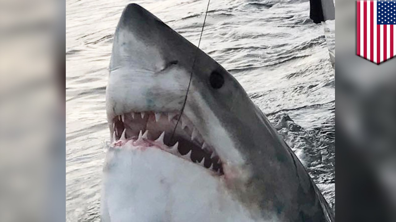Fisherman hooks 3,000-pound great white shark off South Carolina