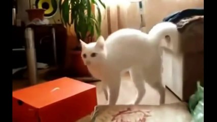 ESSAYEZ DE NE PAS RIRE #52 ! - Vidéo Drôle de - vidéos les plus drôles