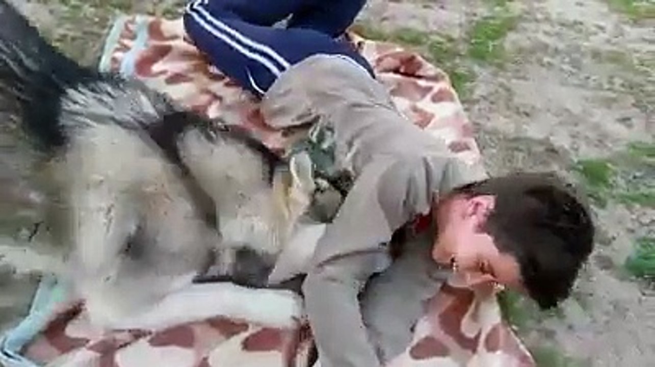 Questo Ragazzo non ha intenzione di Giocare con il Suo Amico a 4 Zampe, ma lui non si Arrende e vuole Convincerlo a tutt
