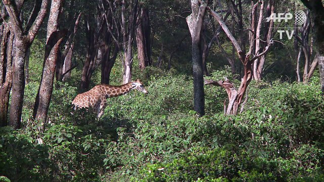 Kenya: la girafe rejoint la liste rouge des espèces menacées