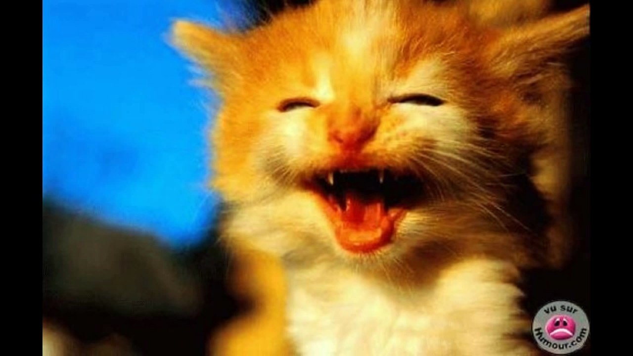 chat qui rigole - Vidéo Dailymotion
