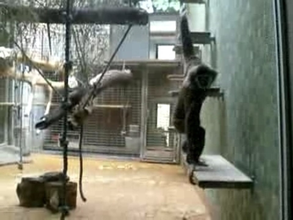 Singe comique au zoo de Berlin