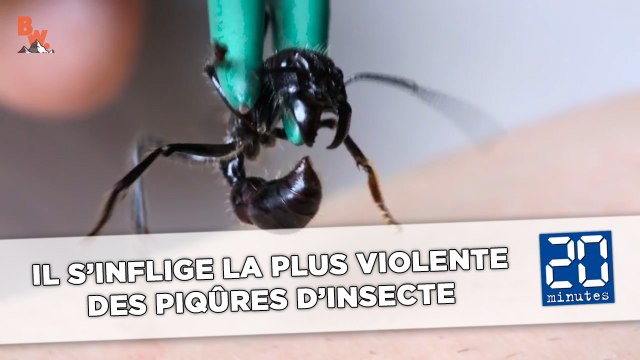 Il s'inflige la plus violente des piqûres d'insecte