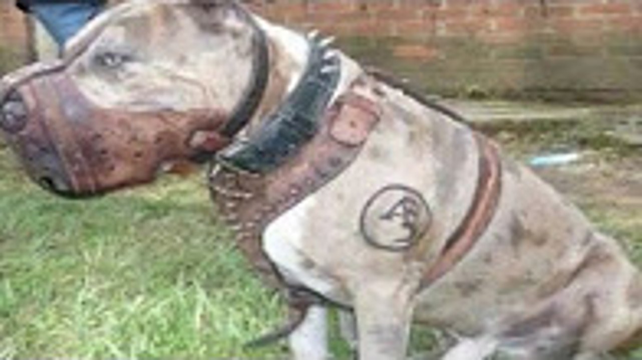 Köpek dövüşleri, köpek kavgası ve saldırıları hakkında ! kangal, pitbull, dogo arjantin, kurt, domuz