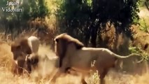 ÖLÜM DÜELLOSU   Aslanlar Birbirlerini Öldürüyor ►► Vahşi Hayvan Kavgaları, Aslan Dövüşleri