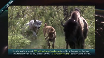 ÖLÜM DÜELLOSU   Kangal vs Kurt ►► Dünyanın En Güçlü Köpekleri ► Kurtboğan Kangallar, Vahşi Kurtlar