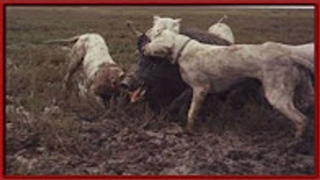 En Güçlü Köpekler Dogo argentinonun yaban domuzu avı dogo arjantin saldırısı yasaklı köpekler