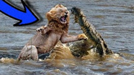 En Muhteşem Timsah Saldırıları ►► aslan, yaban köpekleri, zebra, antilop, fil, köpek vs kavgaları