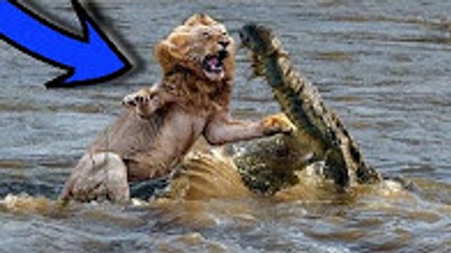 En Muhteşem Timsah Saldırıları ►► aslan, yaban köpekleri, zebra, antilop, fil, köpek vs kavgaları
