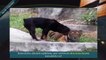 Rottweiler Yaban Domuzunu Boğabilir mi ►► Rottweiler Yaban domuzu kavgasını kim kazanır