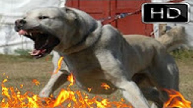 Kafkas Çoban Köpeği kafkas saldırısı kafkas kurt dövüşü kangal ve kafkas çoban köpeği
